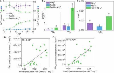 Anammox Bacteria Are Potentially Involved in Anaerobic Ammonium Oxidation Coupled to Iron(III) Reduction in the Wastewater Treatment System